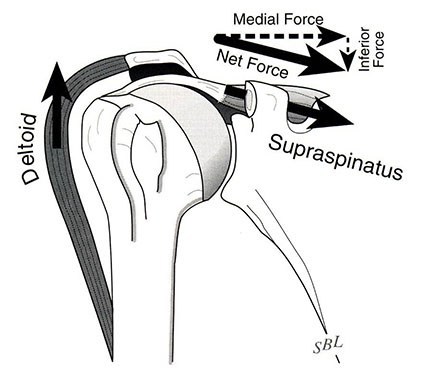 Impingement Syndrome & Rotator Cuff Tears