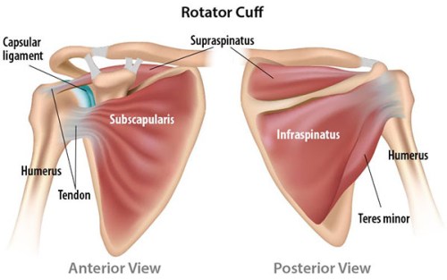 Impingement Syndrome & Rotator Cuff Tears